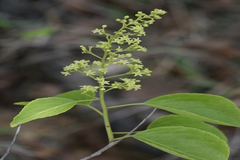 Celastrus paniculatus